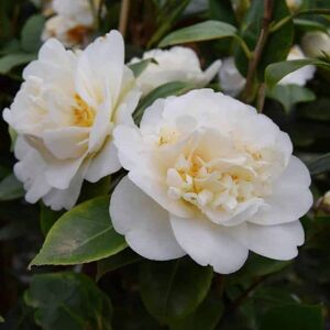 Camellia japonica 'Moshe Dayan' 100-125 cm